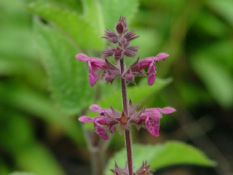 Stachys sylvaticaBosandoorn bestellen